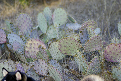 Opuntia dulcis