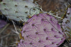 Opuntia dulcis