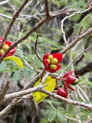 Ochna thomasiana