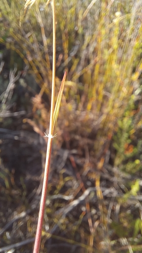 Image of Pentameris pallida by (c) kevin koen, some rights reserved (CC BY-SA)