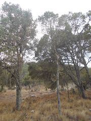 Pinus cembroides orizabensis