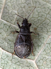 Philomyrmex insignis