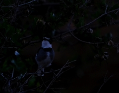 Lanioturdus torquatus