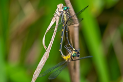 Austrogomphus bifurcatus