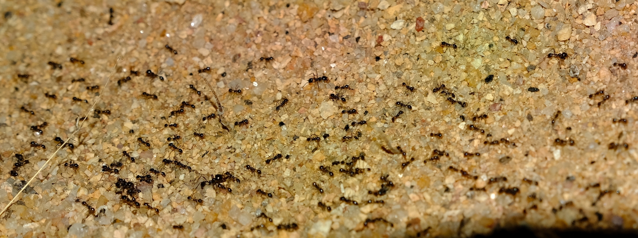 Carebara kunensis