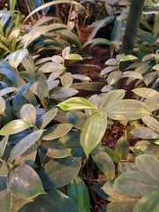 Monocostus uniflorus