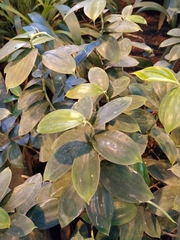 Monocostus uniflorus