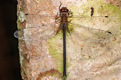 Austrophya mystica
