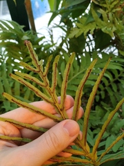 Blechnum brasiliense