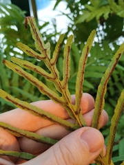 Blechnum brasiliense