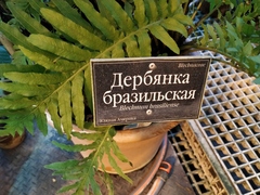 Blechnum brasiliense