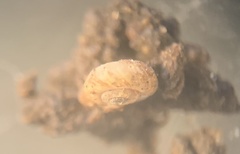 Paralaoma mucoides