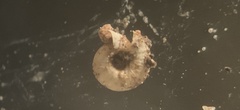 Paralaoma mucoides