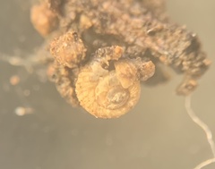 Paralaoma mucoides