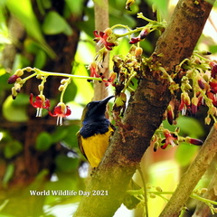 Cinnyris jugularis ornatus