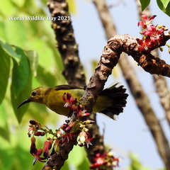Cinnyris jugularis ornatus