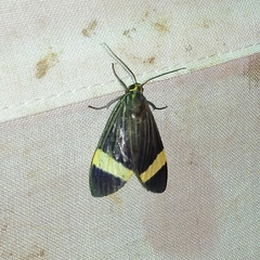 Aclytia