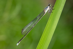 Pseudagrion jedda