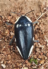 Sternocera orissa orissa