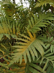 Blechnum brasiliense
