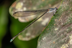 Pseudagrion jedda