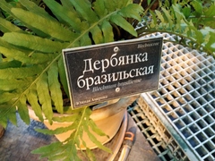 Blechnum brasiliense