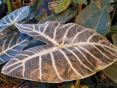 Alocasia longiloba