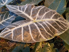 Alocasia longiloba