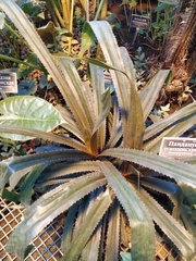 Pandanus tonkinensis