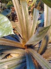 Pandanus tonkinensis