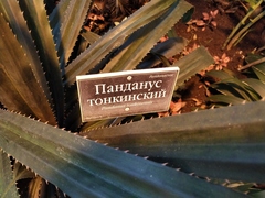 Pandanus tonkinensis