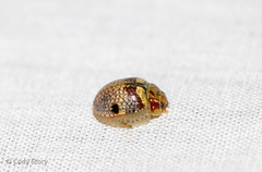 Paropsisterna minerva