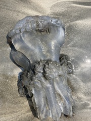 Rhopilema hispidum