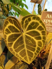 Anthurium clarinervium