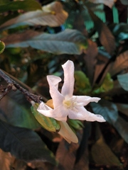 Erythrochiton brasiliensis