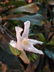 Erythrochiton brasiliensis
