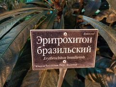 Erythrochiton brasiliensis
