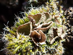 Cladonia grayi