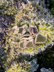 Cladonia grayi