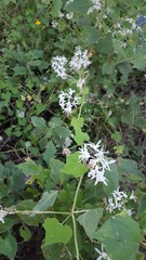 Echinopepon pubescens