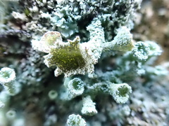Cladonia humilis