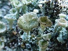Cladonia humilis
