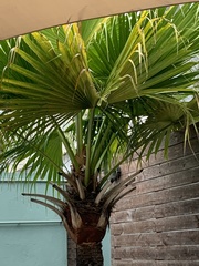Livistona chinensis