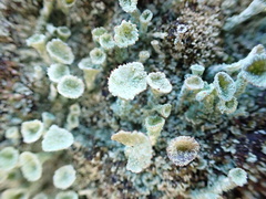 Cladonia humilis