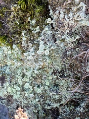 Cladonia humilis