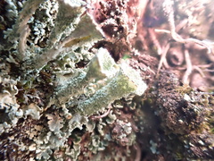 Cladonia humilis