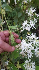 Echinopepon pubescens