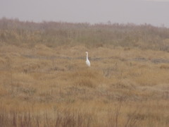 Ardea alba