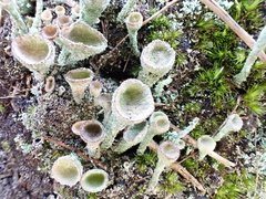Cladonia grayi