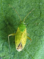 Oncotylus punctipes